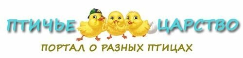 Логотип сайта ПтицаДом - портал о разных птицах