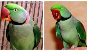 Миниатюра к статье Какой он, александрийский попугай: содержание, питание, разведение